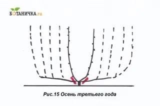 Осенью срезают отплодоносившие ветви, вместе с рукавами