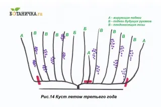 В начале июня жирующие побеги удаляют