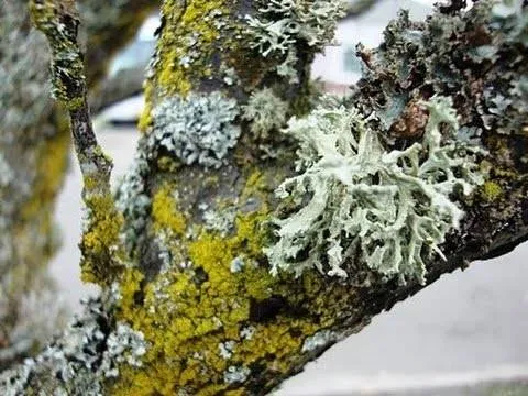 greenlichen