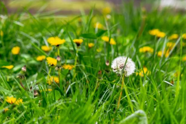 Одуванчик (Taraxacum)