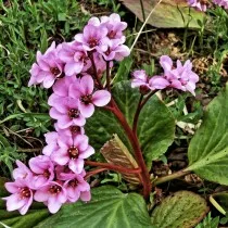 Бадан (Bergenia)