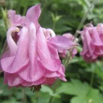 Аквилегия (Aquilegia)