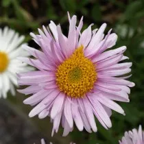 Астра альпийская (Aster alpinus)