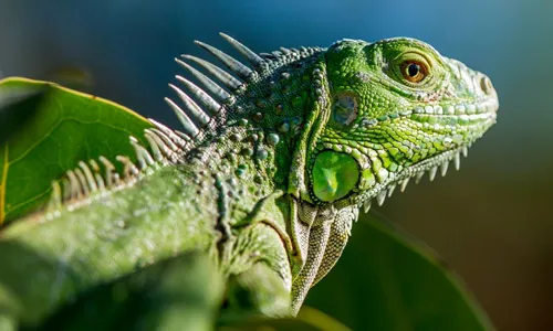 Зелёная игуана, Iguana iguana