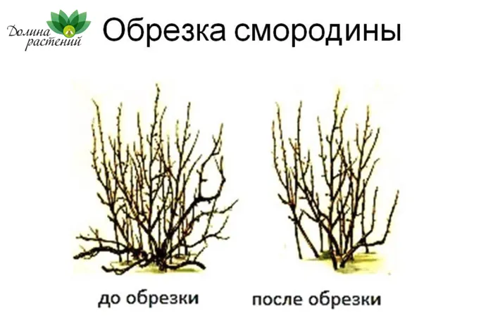 Как правильно обрезать смородину осенью