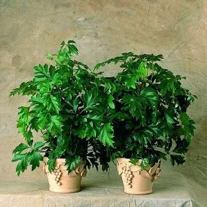 Циссус ромболистный (Cissus rhombifolia)