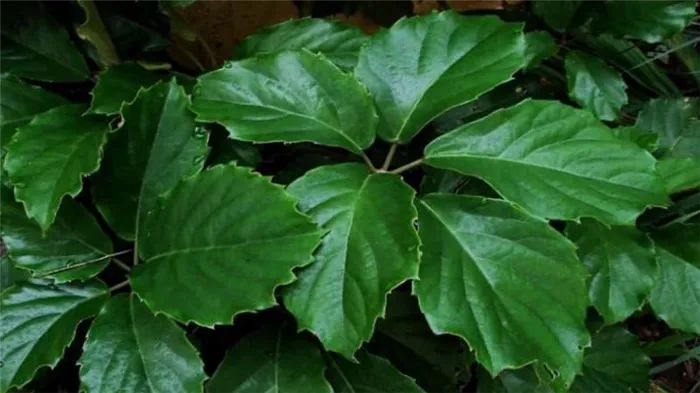 Циссус антарктический (Cissus antarctica)