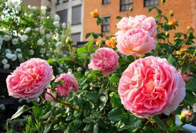 Шикарные бутоны сорта Abraham Darby