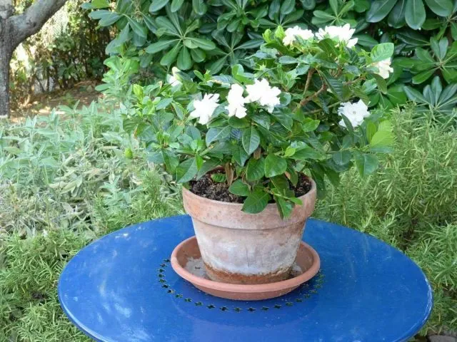 Гардения царственная, или жасминовидная (Gardenia jasminoides)