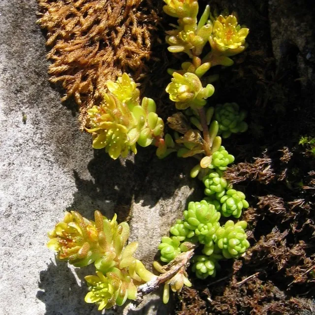 Очиток (Sedum)