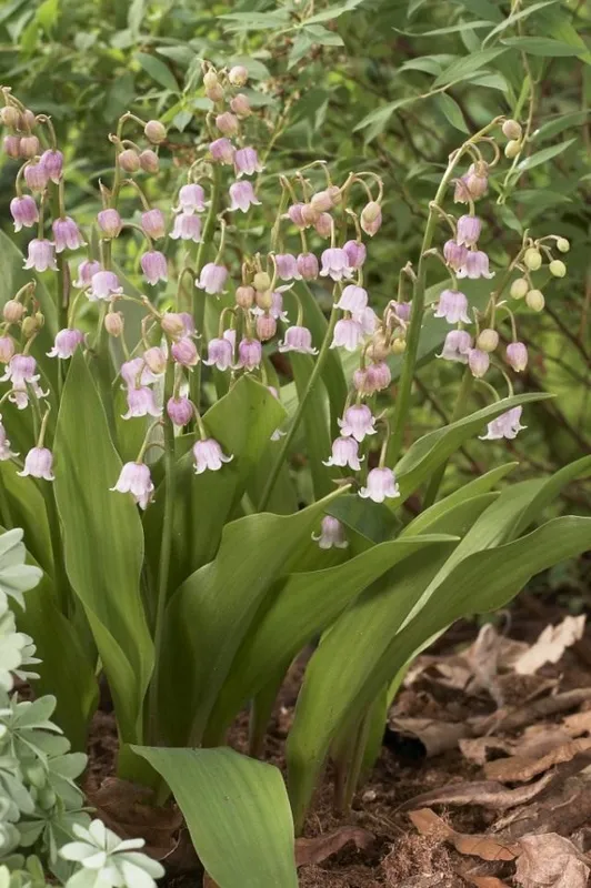 Ландыш майский розовый (Convallaria majalis 