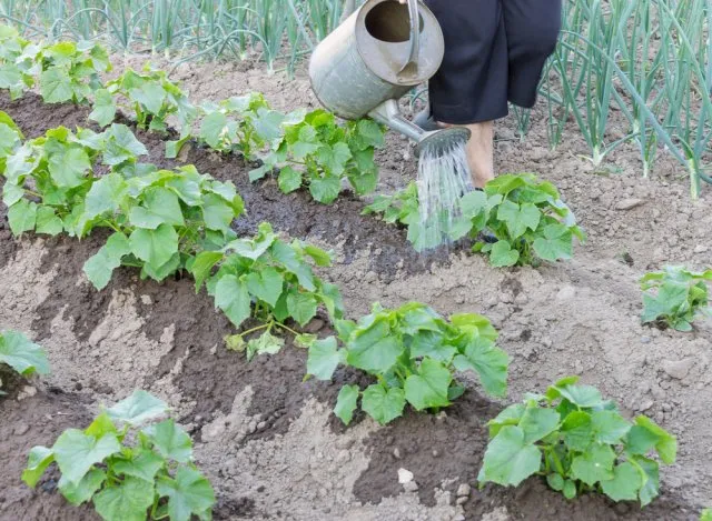 поливать огурцы