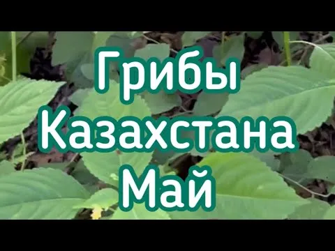 Условно съедобные и ядовитые грибы Казахстана! Веселка и подберезовики съедобные!!