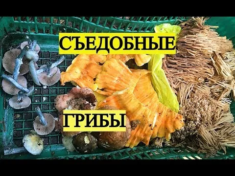 НЕОБЫЧНЫЕ СЪЕДОБНЫЕ ГРИБЫ В АВГУСТЕ: Трутовик серно-желтый, Клавикорона крыночковидная, Строфария