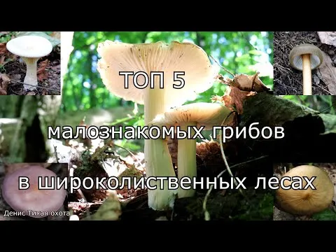 ТОП 5 малознакомых съедобных и условно-съедобных грибов в широколиственных лесах