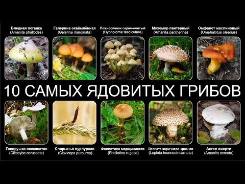 Топ 10 САМЫХ ЯДОВИТЫХ ГРИБОВ В МИРЕ