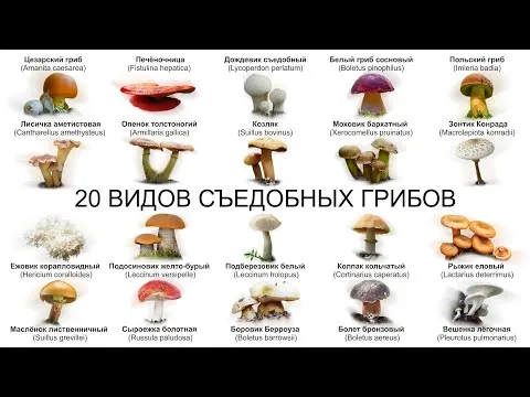 20 ВИДОВ СЪЕДОБНЫХ ГРИБОВ (ЧАСТЬ 1) Если вы сомневаетесь в съедобности гриба – не берите его