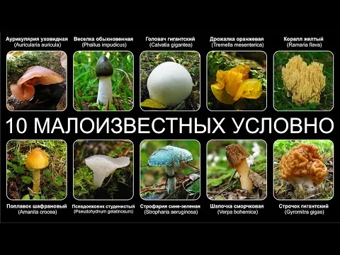 Топ 10 МАЛОИЗВЕСТНЫХ УСЛОВНО-СЪЕДОБНЫХ ГРИБОВ