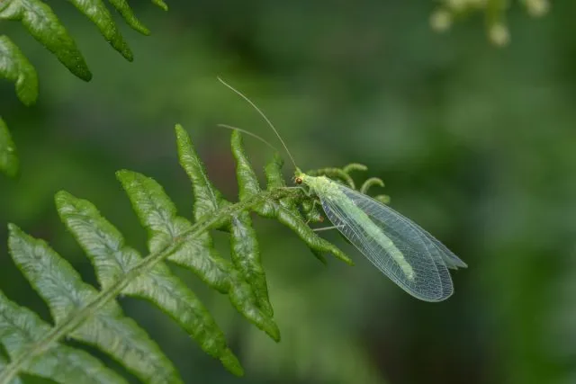 Златоглазка (Chrysopidae)