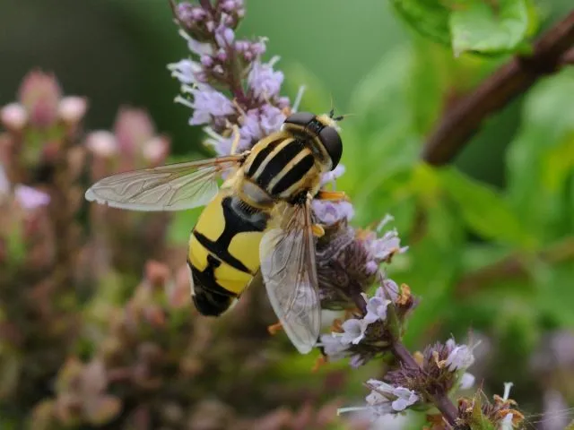 Муха-журчалка (Syrphidae)