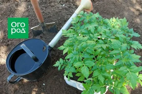 Использование зонда для измерения влажности почвы