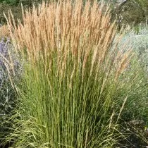 Вейник остроцветковый (Calamagrostis x acutiflora)