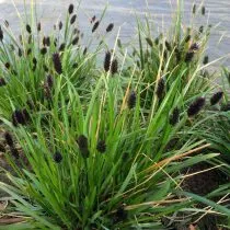 Сеслерия черноцветковая (Sesleria Heufleriana)