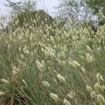 Сеслерия блестящая (Sesleria nitida)