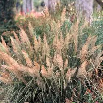 Вейник коротковолосистый (Calamagrostis brachytricha) 