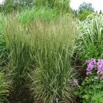 Вейник Овердам (Calamagrostis x acutiflora ‘Overdam’)