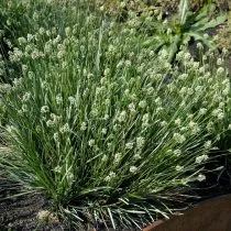 Сеслерия голубая (Sesleria caerulea)