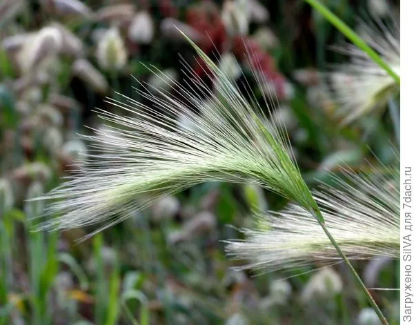 Hordeum jubatum