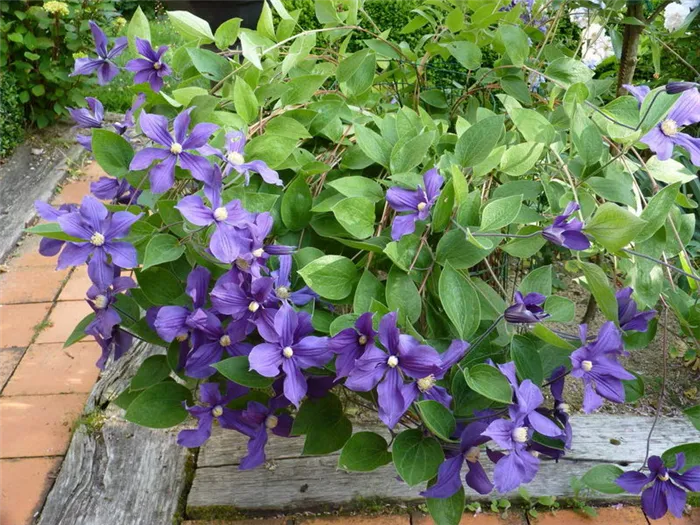 Клематис крупноцветковый фиолетовый Clematis integrifolia 