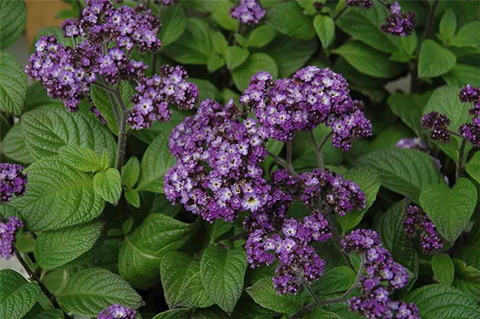 Гелиотроп сорт Heliotropium arborescens 