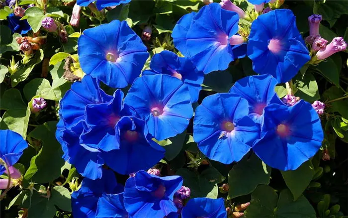 Ипомея трехцветная Ipomoea tricolor фото