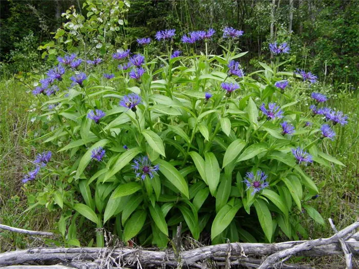 Василек горный Centaurea montana фото