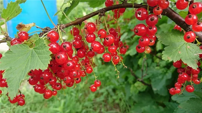 Уход за смородиной после сбора: 5 шагов, которые надо выполнить всем