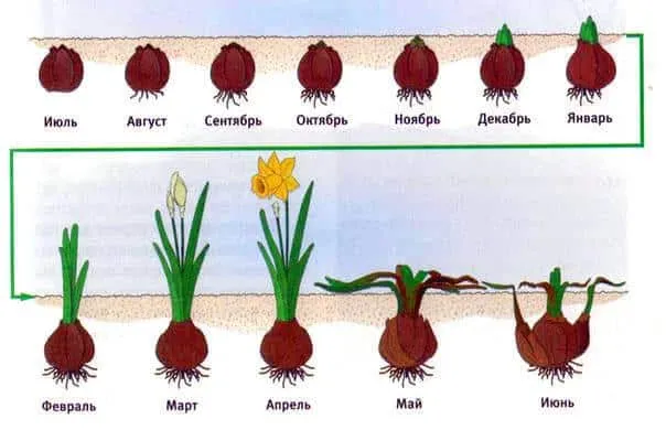 Этапы развития нарцисса