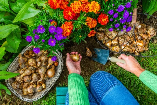 Выбор места для нарциссов на клумбе