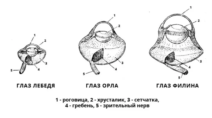 ЧаВо (Частозадаваемые вопросы)