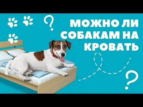 Можно ли собаке на кровать?