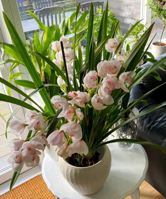 Цимбидиум (Cymbidium)