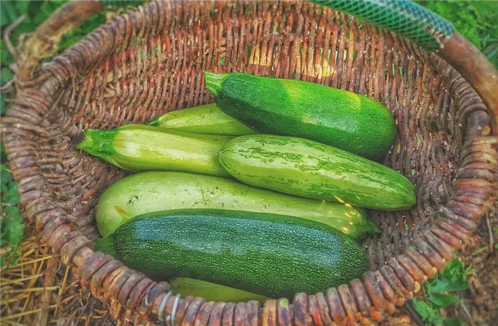 Цуккини и кабачки