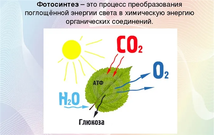 Цветы