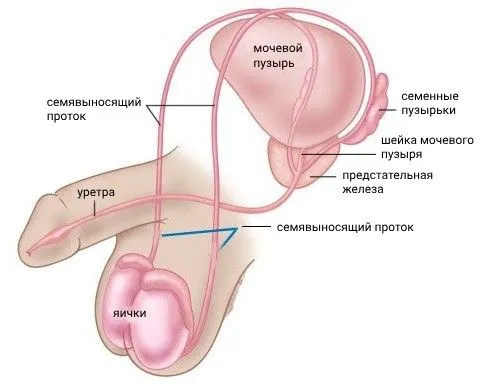 Мужская мочеполовая система