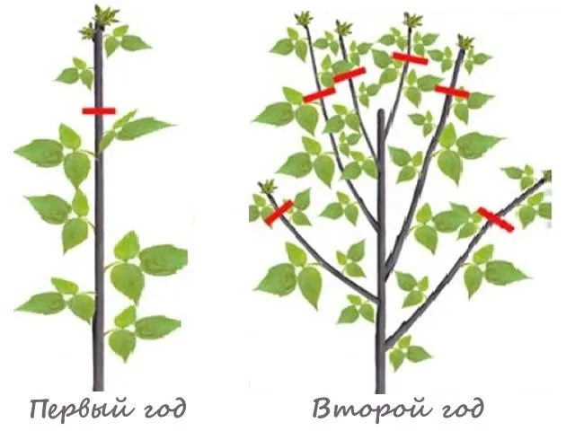 Схема двойной обрезки малины