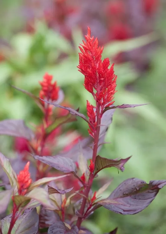 Целозия серебристая перистая Пампас плюме (Celosia argentea var. plumosa 