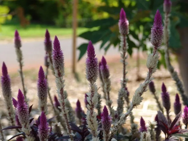 Целозия колосковая Перья фламинго Celosia spicata 