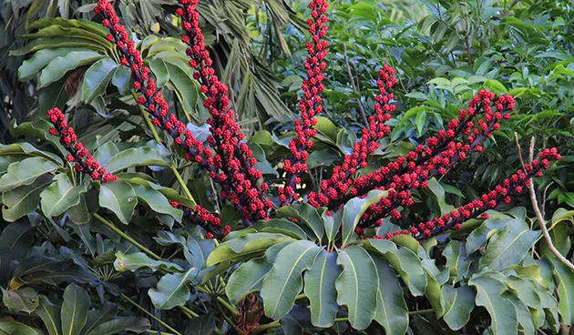 Шеффлера лучелистная (Schefflera actinophylla)