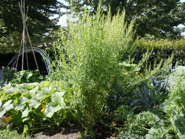 Полынь эстрагонная, или эстрагон, или тархун (Artemisia dracunculus)